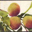 A0297 Plants Peaches in tree vintage postcard