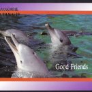 A0144 Animals Dolphins Port Macquarie Australia NSW  postcard