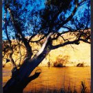 A1356pac Australia SA Murray River Cliffs postcard