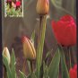 C0715aps Maxi Australia Thinking Of You Tulip Flower 45c stamp postcard