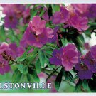 C0151cgt Australia NSW Alstonville Tibouchina Flower postcard