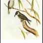 A1086 Art Australian Birds 1980 Series 2 postcard