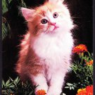 A1120cgt Animals Ginger Kitten Cat postcard