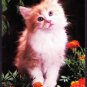 A1120cgt Animals Ginger Kitten Cat postcard