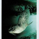 C1600cgt Animals Barbor Seal Monterey Bay postcard