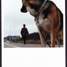 A1783cgt Animals Dog Advertising or Long Distance Vision postcard