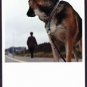 A1783cgt Animals Dog Advertising or Long Distance Vision postcard