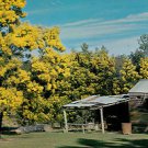 A3010pac Australia Gen Wattle Country Hut Cottage postcard