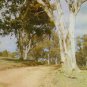A2745pac Australia Gen Gum Tree Country Road postcard