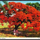 A1081 Australia Q Poinciana Tree Brisbane postcard