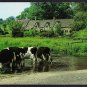 A9170aps UK Upper Slaughter Friesian Cows postcard