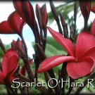 ~Scarlet O'Hara RED ~Rare Exotic Fragrant Plumeria Frangipani + Bonus cuttings