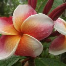 SALE ~J105~Rare Exotic Fragrant Plumeria Frangipani + Bonus cuttings