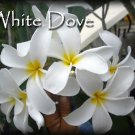 SALE Rare Exotic Fragrant Big ~ White Dove~ Plumeria Frangipani  Bonus cuttings