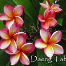 SALE Rare Exotic Fragrant Thai ~ Daeng Tabtim~ Plumeria Frangipani cutting