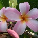 SALE Rare & Exotic Thai ~ Heavenly Daze~ Plumeria Frangipani cutting