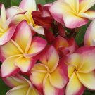 SALE Rare & Exotic Thai ~ Suvarnabhumi Sunshine~ Plumeria Frangipani cutting