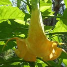 3 Brugmansia Suaveolens Golden Angels Trumpet "Golden Girl" 6"-9" cuttings