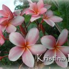 SALE Very Rare & Exotic ~ Kristina D~ Plumeria Frangipani cutting
