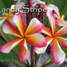 SALE Very Rare & Exotic ~ Candy Stripe~ Plumeria Frangipani cutting