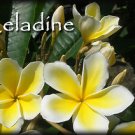 Rare & Exotic! PSA#191 Celadine Hawaiian Plumeria Frangipani + Pudica cuttings