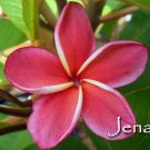 SALE Very Rare & Exotic ~JENA~ Red Thai Plumeria Frangipani cutting