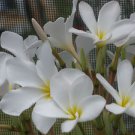 SALE Exotic Hausten White aka Willows White PSA#098 Plumeria Frangipani cutting