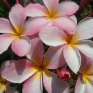 SALE RARE & Exotic! Cancun Pink Plumeria Frangipani cutting + FREE Bonus