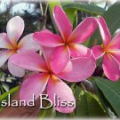 Rare Exotic Fragrant Colorful 14" *Island Bliss* Plumeria Live Plant