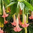 3 Brugmansia Suaveolens  (pink) Angel trumpet, Angel-Star  6"-8" cuttings