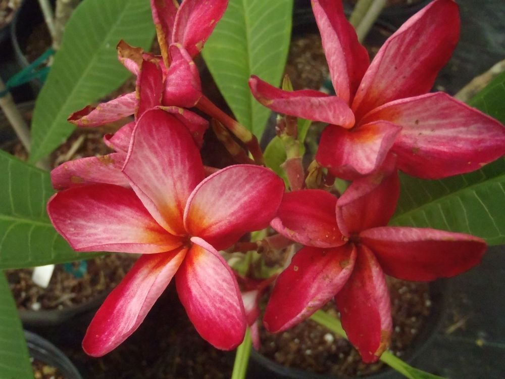 ROOTED 11&quot;+ <em>Donna S</em> Plumeria Live Plant Rare Exotic