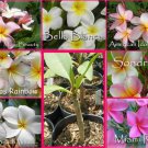 SALE Rare & Exotic! Fragrant YOUR CHOICE of any 2 Plumeria Frangipani Plants