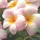 ROOTED 7"+ *Lillianne* Plumeria Live Plant Rare Exotic Fragrant Colorful