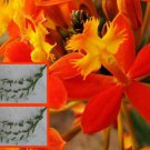 6 Reed Stem "Crucifix Orchid"- *SUNBURST* Epidendrum Radicans 6"-8" cuttings
