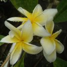 Cutting of *Heidi Gold* Rare Exotic Fragrant Yellow Plumeria Frangipani