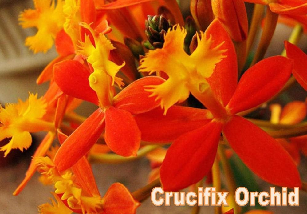 12 Reed Stem "Crucifix Orchid" *SUNBURST* Epidendrum Radicans 6"8