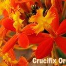 12 Reed Stem "Crucifix Orchid"- *SUNBURST* Epidendrum Radicans 6"-8" cuttings