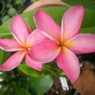 ROOTED 12" *Hawaiian Punch* Plumeria Live Plant Rare Exotic Fragrant Colorful