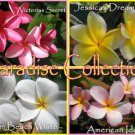 SALE (save $5) Paradise Collection 4 Plumeria Frangipani Hawaiian Lei Cuttings