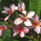 SALE 2 tip Siam Lavender Thai Plumeria frangipani cutting Rare Exotic fragrant