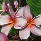 SALE  3 tip Siam Lavender Thai Plumeria frangipani cutting Rare Exotic fragrant