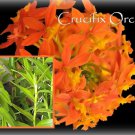 2 Reed Stem "Crucifix Orchid"- SUNBURST Epidendrum Radicans 6"-8" fresh cuttings