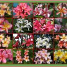 SALE PLUMERIA FRANGIPANI 10"+ LIVE WELL ROOTED PLANT Rare Fragrant Exotic