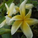 Sale Cutting of Plumeria *Heidi Gold* Rare Exotic Fragrant Yellow Frangipani