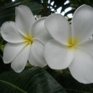 SALE Plumeria ~Hong Kong~ Cutting Fragrant Rare Exotic Hybrid Hawaiian Lei Tree