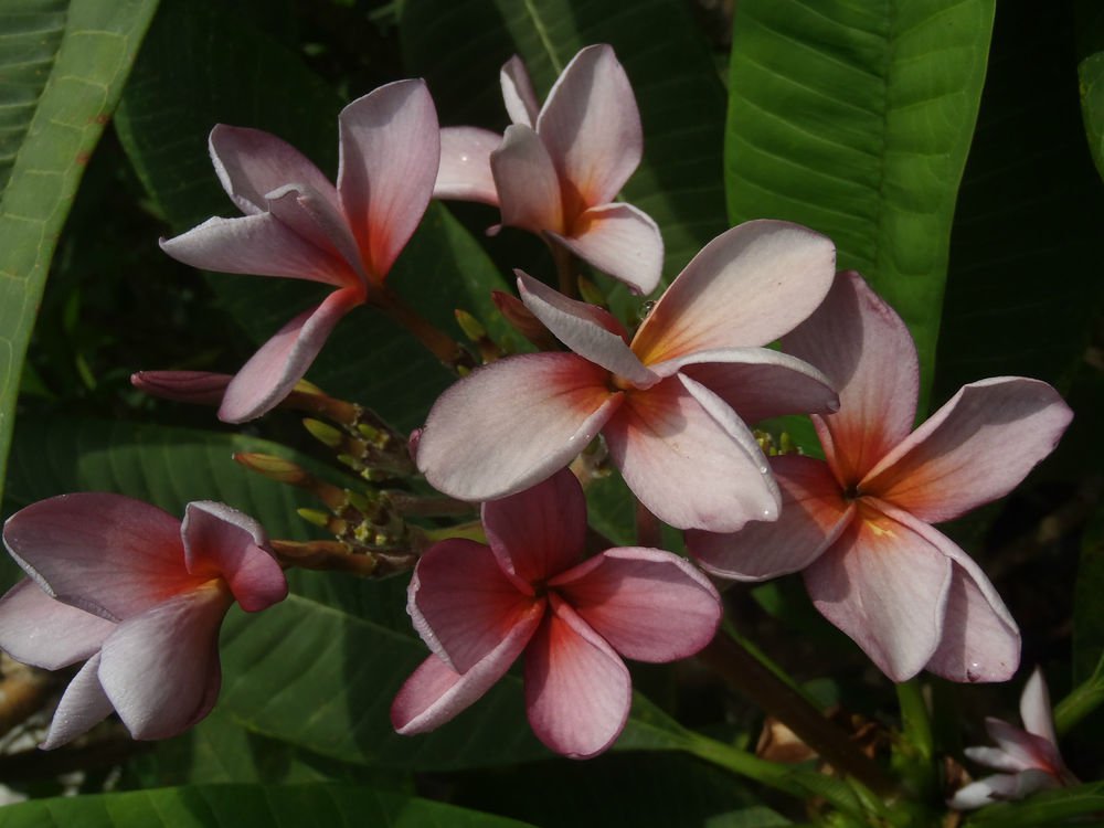 SALE Siam Lavender Thai Plumeria frangipani cutting Rare & Exotic