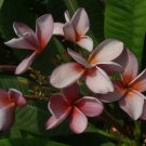 SALE ~Siam Lavender~  Thai Plumeria frangipani cutting Rare & Exotic