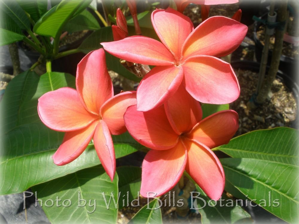 Unique~Leona Hoke~ Plumeria Frangipani cutting Fiery red/orange Rare Exotic