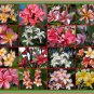 SALE 3 WELL-ROOTED PLUMERIA FRANGIPANI CUTTING LIVE ROOTED PLANTS
