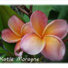 Strong Fragrance~Katie Moragne~ Plumeria Frangipani cutting Rare Exotic